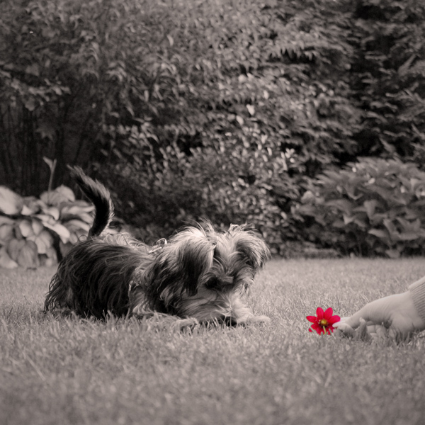 Jopi und die Blume