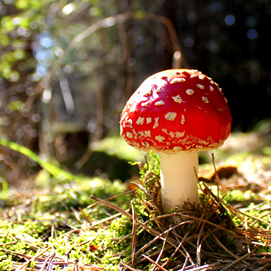 Herbst 2011